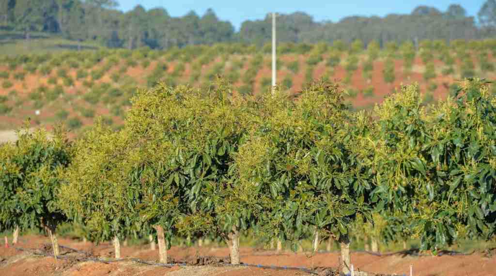Plantas de Aguacate hass en Uruapan Michoacán 1 asesoria tecnica planta aguacate hass