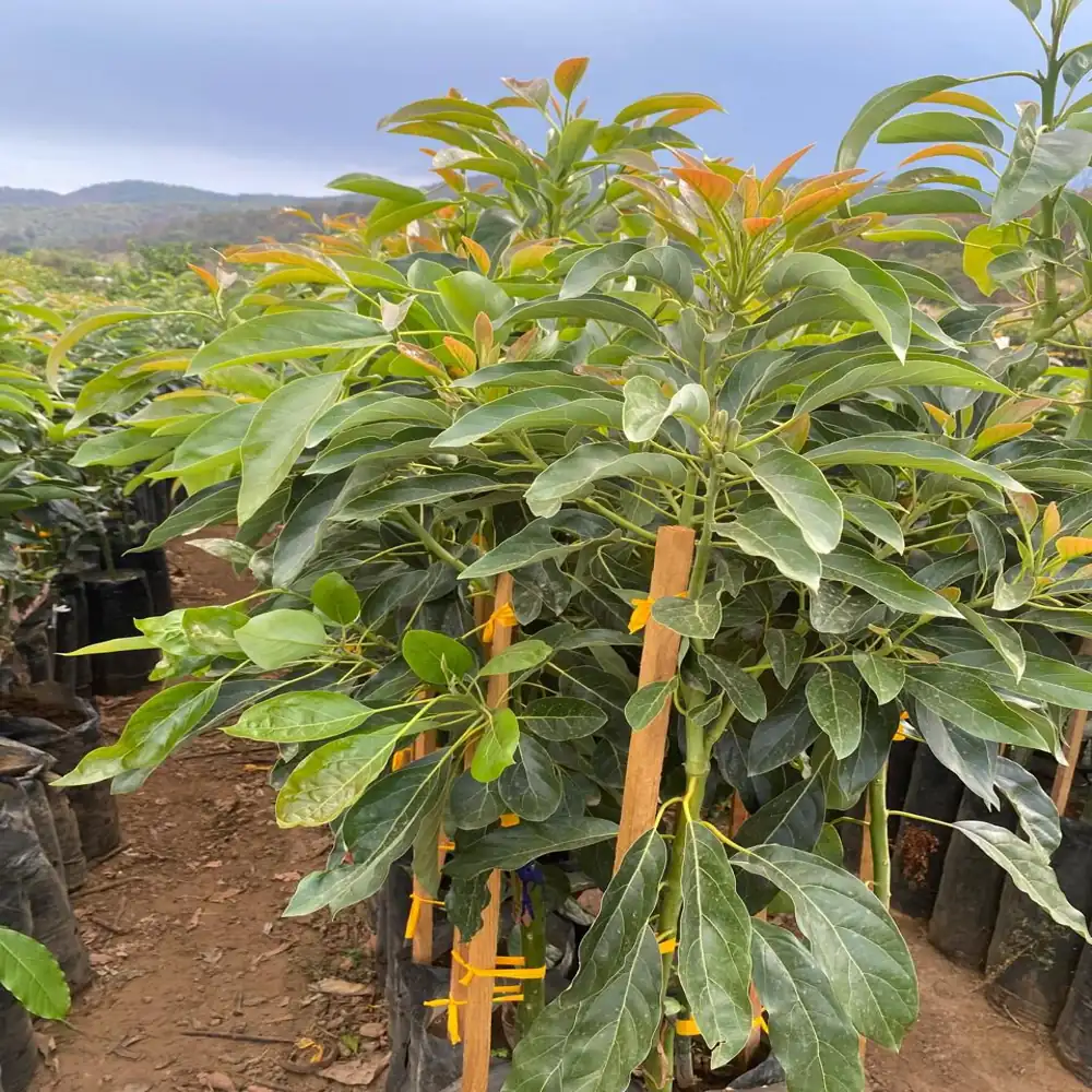 Planta de Aguacates 7 planta aguacate hass 8